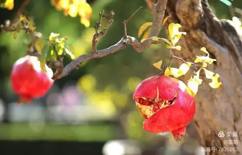 石榴熟了