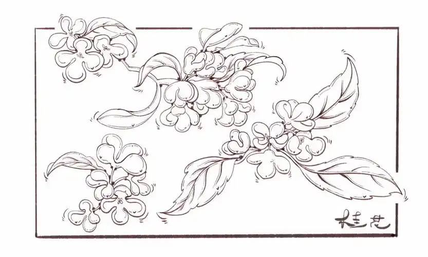 鱼老师手帐  #procreate  #桂花  #钢笔线稿