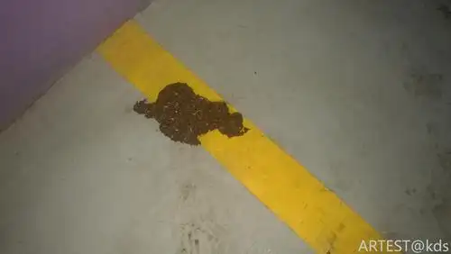 车库被拉屎了,太恶心,这么大的屎是人还是狗的?