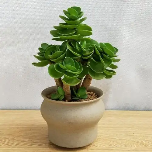金钱木大老桩多肉植物带盆栽好含盆土 室内外创意绿植盆栽办公室