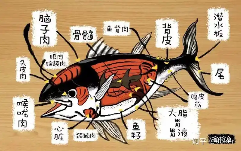 金枪鱼身体的部位有哪些呢?