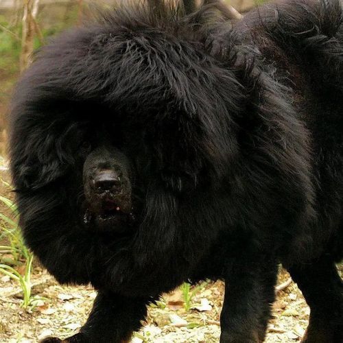 巨型藏獒幼超大型藏獒狮王鬼獒幼崽霸气凶猛犬活物铁包金黑色看家