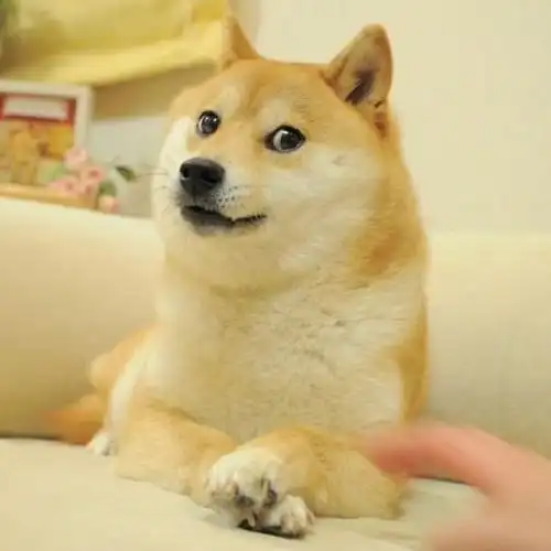 #doge原型去世#