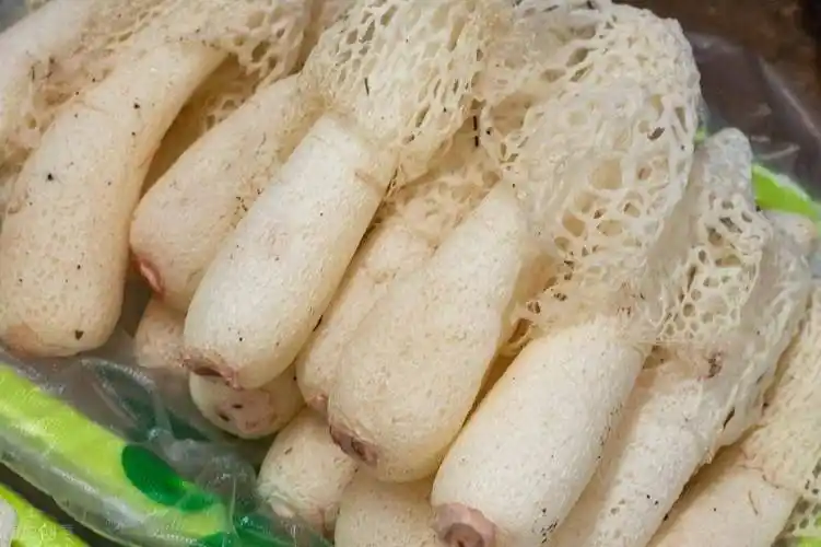 竹荪如何保存新鲜竹荪新鲜竹荪很容易变质,一般会将它用保鲜袋装好