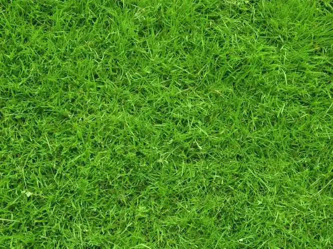 有选择性聚焦的自然绿色草地背景