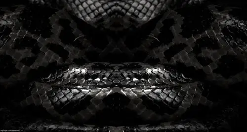 【时代精神】精神之黑曼巴