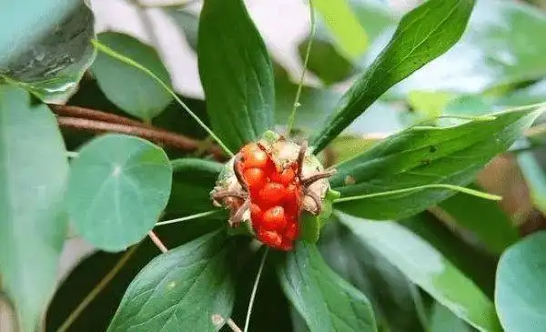 告诉大家:农村一片"抗癌草"比化疗强100倍,它能杀