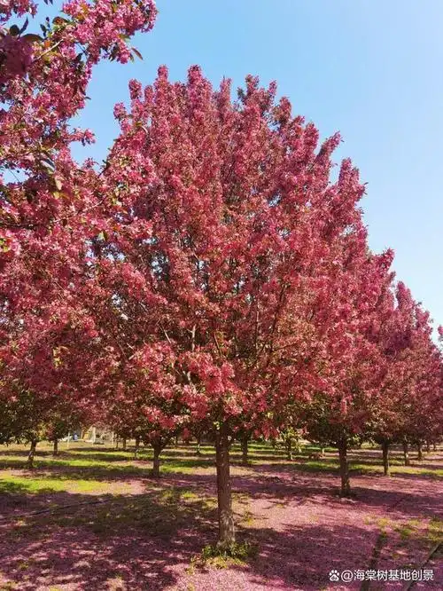 最新绚丽海棠价格是多少?山东临沂海棠树基地