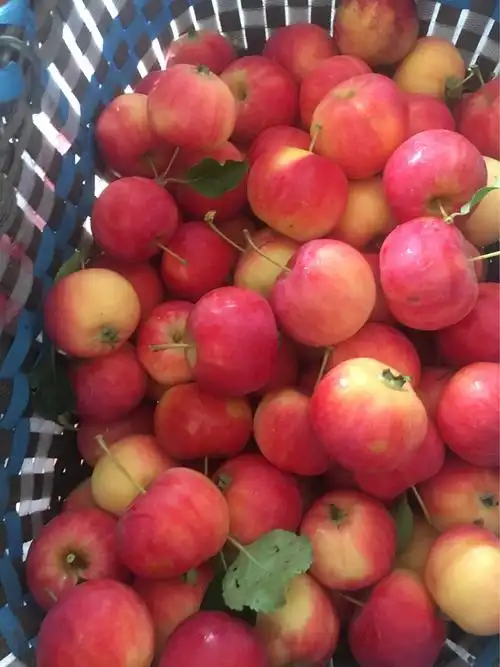 沙果开园5⃣️元一斤 - 美篇