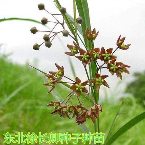 徐长卿种子种苗中草药植物野生竹叶细辛种苗庭院阳台盆栽种植观赏