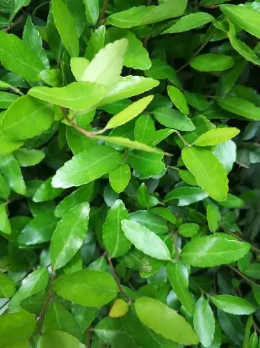 什么植物?(齿叶冬青)