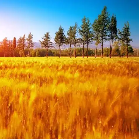 盛夏金色麦田头像