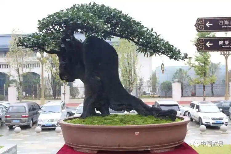 学无涯艺无境一一王金荣岭南盆景技法讲堂在中盆会贵州湄潭盆景赏石