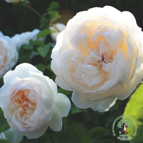 鼹鼠园艺家格拉拉米斯城堡欧洲月季月季花花苗阳台花卉