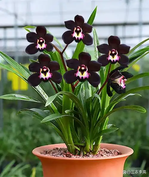 兰花界的"黑包公",竟然是兰展上最贵的兰草,开花后太轰动