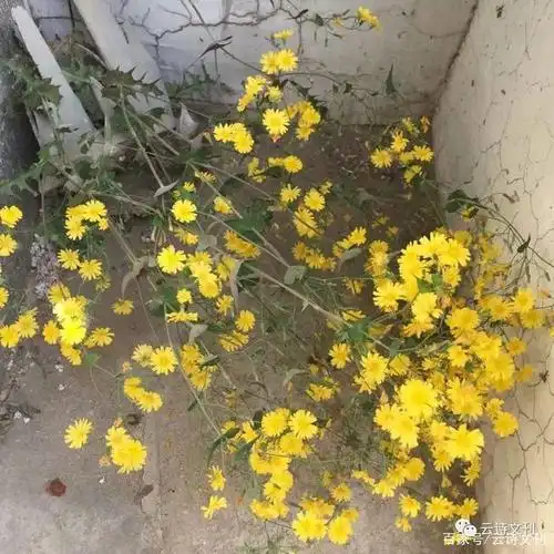 突起旋风无处躲,全身扑地亦开花.