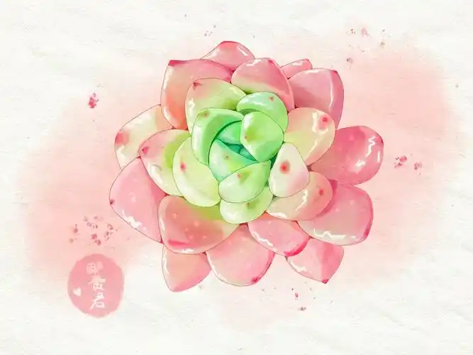 多肉插画 水彩系列 ipad