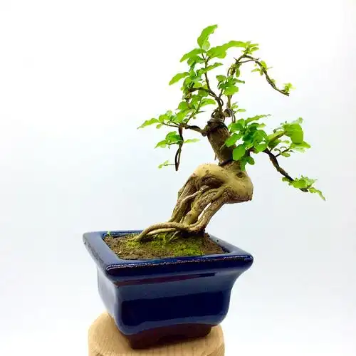 盆景大师盆景制作视频(盆景大师盆景制作视频讲解)