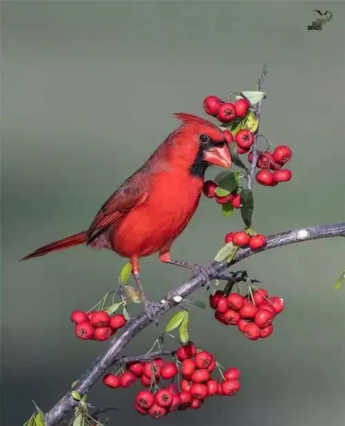 一群漂亮的鸟儿向你飞来美美美