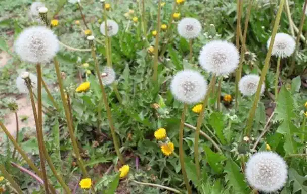 中药又立功?蒲公英泡水喝,对身体有什么影响呢?不妨了解一下