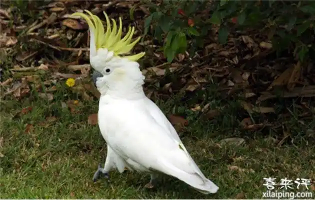 小葵花凤头鹦鹉价格