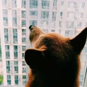 脖子拴狗链情侣头像