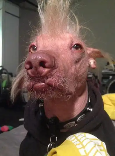 世界上最丑的狗比赛 (2/19)