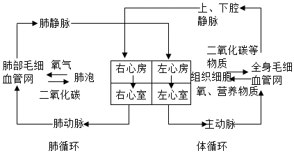 一个红细胞从左心室出发,经血液液循环回到心脏,它必定经过的结构是 a