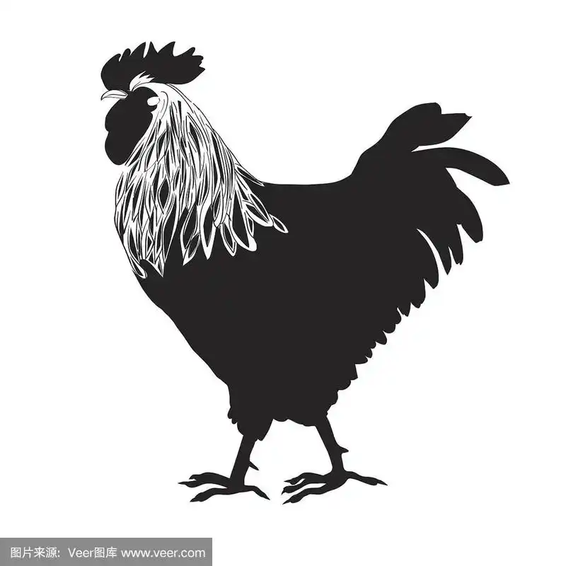 一只黑白相间的公鸡的剪影