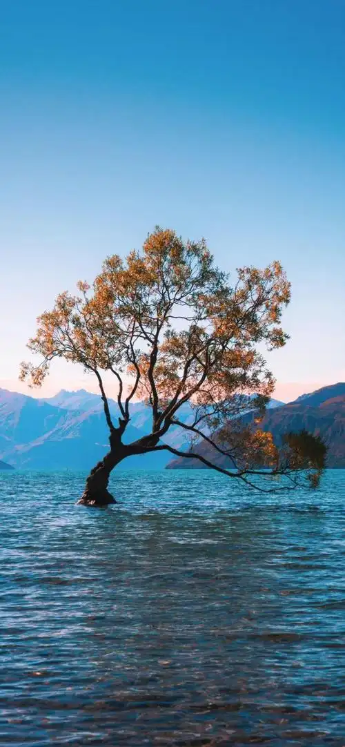 壁纸 桌面 660_1428 竖版 竖屏 手机