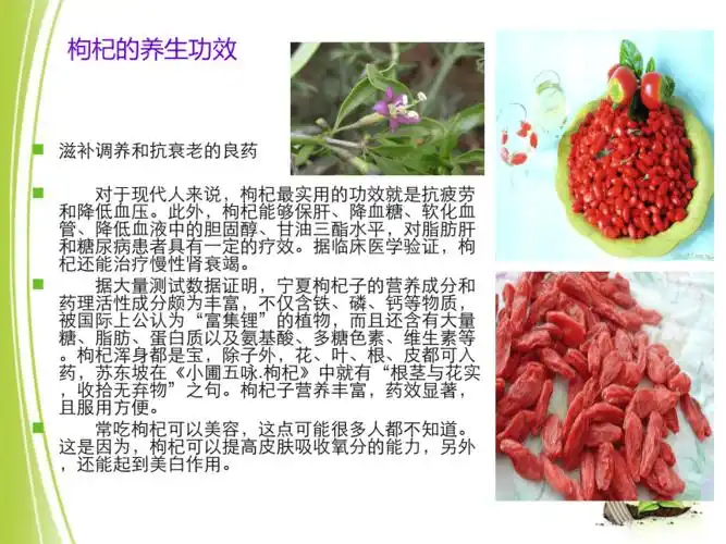 枸杞的功效与作用及食用方法完整介绍pptppt