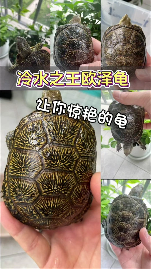 龟觅小伍:欧泽龟,一种越长大越惊艳的冷水龟!#欧泽龟 #冷水龟 #小乌龟