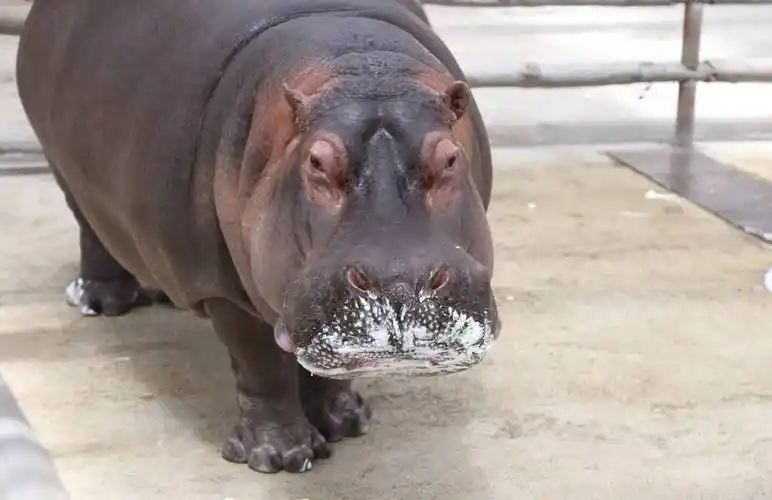 搬新家住豪宅·河马妈妈的母亲节原来是这么过的!