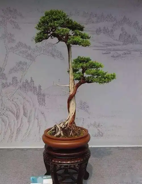 直杆盆景造型金奖,直杆黄杨盆景造型-图片大观-奇异网