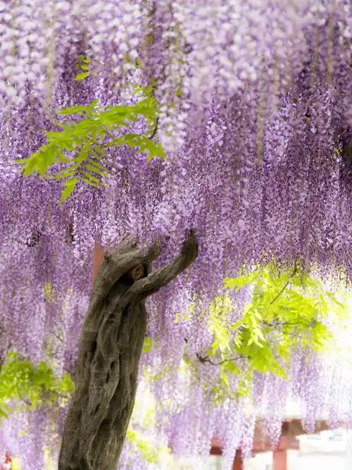 令人陶醉的紫滕花