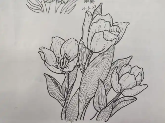 郁金香临摹附过程