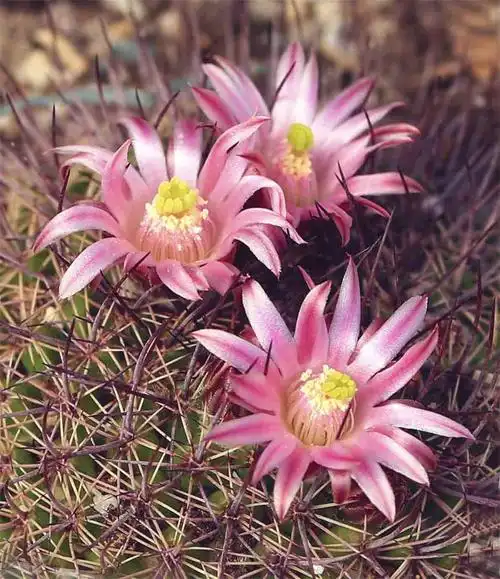 仙人球开花红艳艳