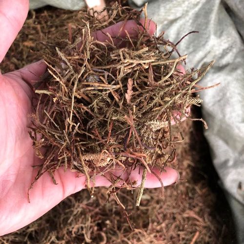 马尾伸筋草 马尾千金草 舒筋草 藤石松 松筋藤马尾伸草 一斤包邮