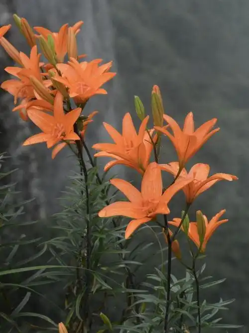 浙江台州仙居的神仙居景区内,植物学家发现了一种百合花的新品种,并