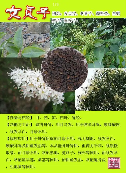 女贞子提取物粉