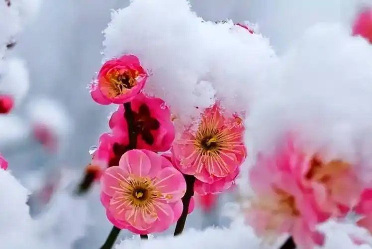 用一条微信给亲人朋友们送去万般情意,大雪到啦,忽然一夜清香发,散作