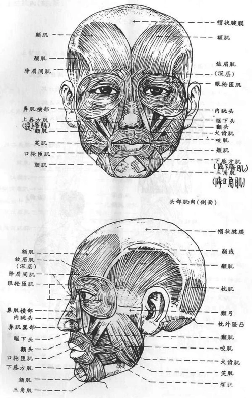 素描教程(三十二)石膏头像头部结构4