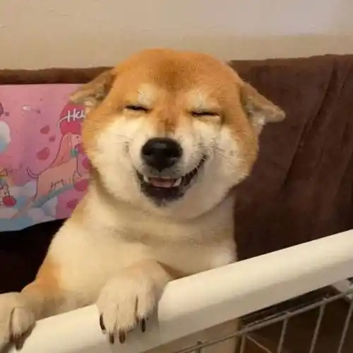 柴犬看到铲屎官回家眯眼憨笑,主人你回来啦?