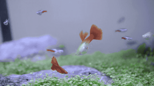 540_303gif 动态图 动图