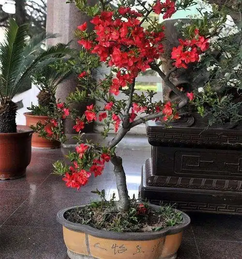 造型海棠花盆栽树苗盆景老桩日本西府庭院绿植物室内花卉四季开花