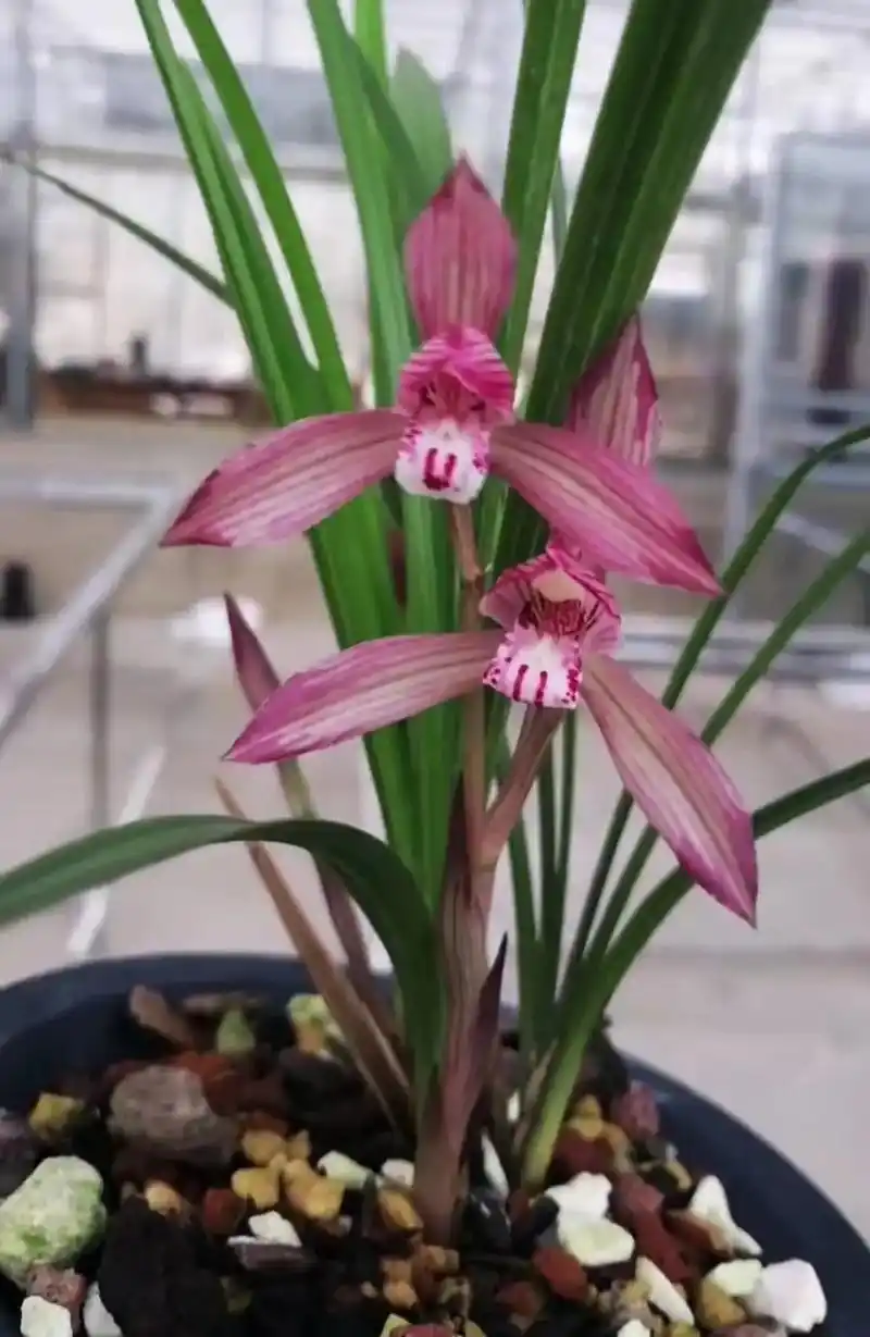 也叫鸿运当头.是春兰当中一颗不多得的复色花.花开 - 抖音