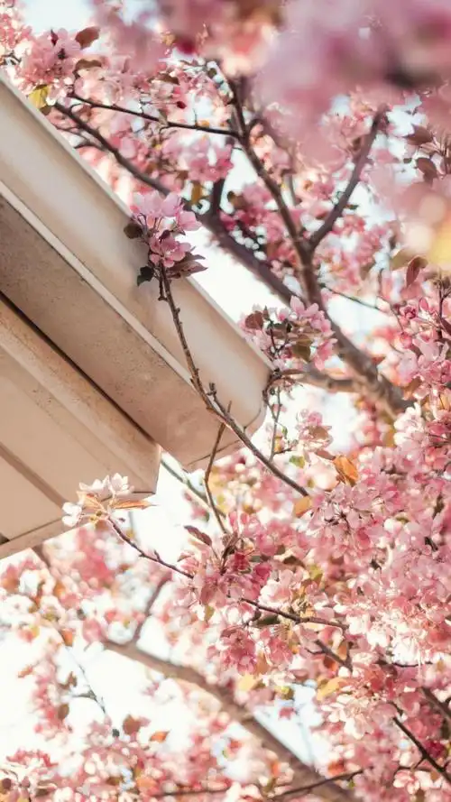 春日唯美樱花风光,锁屏图片,手机壁纸,植物-回车桌面