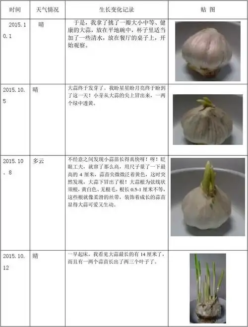 所有分类 小学教育 其它课程 五年级其它课程 大蒜 植物的生长变化