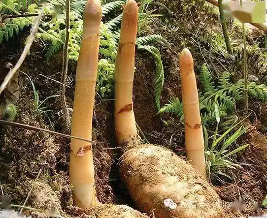 又到新鲜天麻收获季详解新鲜天麻的功效和吃法