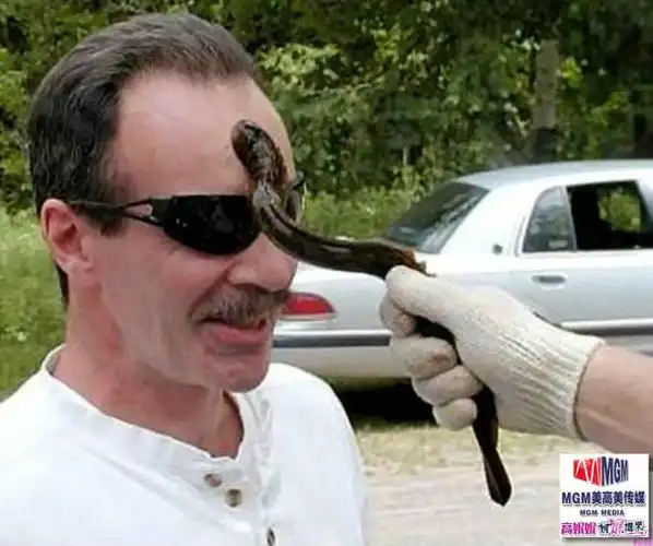 不知道各位小伙伴有没有听说过七鳃鳗呢?